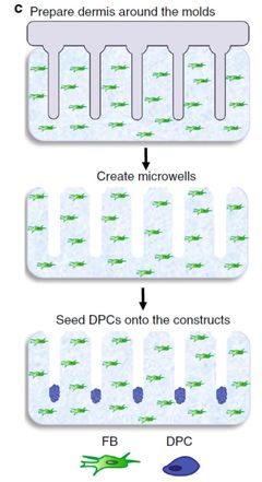 3D打印毛囊突破性进展 '头发工厂'将为秃顶带来新希望